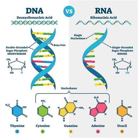 Nucleic Acids Definition Functions And Examples