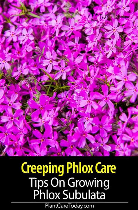 Creeping Phlox Care Tips On Growing The Phlox Subulata Creeping