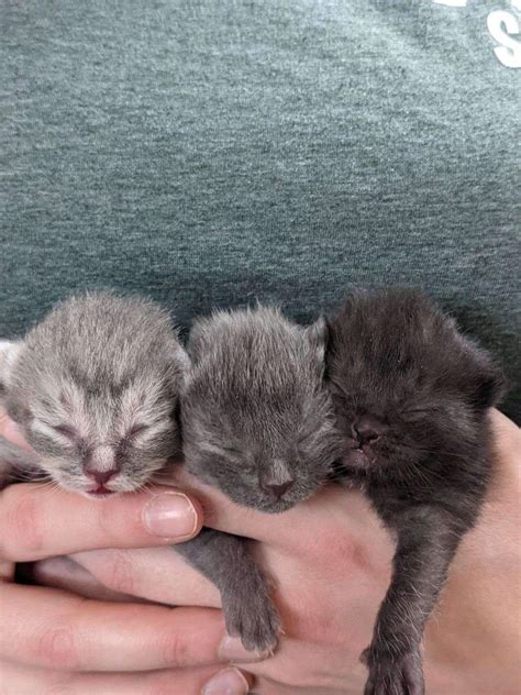 Thousands Of Neonatal Kittens Graduate From Kitten College
