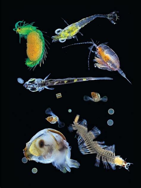 Huge Study Of Tiny Plankton A Treasure Trove Deep Sea Creatures