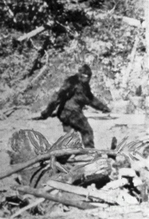 Alleged Photo Of Bigfoot Photograph By Bettmann Fine Art America