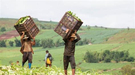 Caporalato Incassava Milioni Pagava I Braccianti 3€ Lora