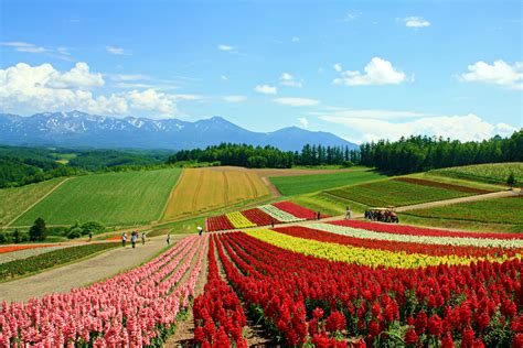 Photo Of The Flower Fields In Biei Hokkaido