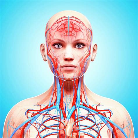 Female Anatomy Photograph By Pixologicstudioscience Photo Library Pixels