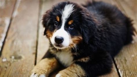 8 Big Fluffy Dog Breeds Perfect For Snuggling Up With Purina
