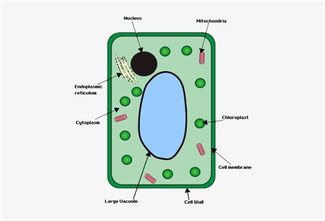 Simple Plant And Animal Cell Diagram Labeled Cell Simple English