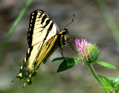Canadian Tiger Swallowtail Papilio Canadensis Or Eastern Flickr