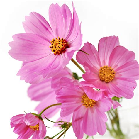 Planting Cosmos Flowers How To Plant Grow And Care For Cosmos