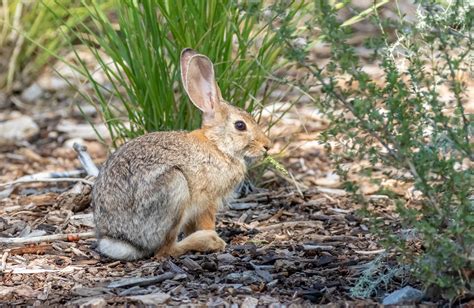 Lethal rabbit virus is marching through Arizona | Williams-Grand Canyon News | Williams-Grand ...