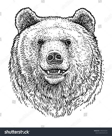 Vector De Stock Libre De Regalías Sobre Bear Head Illustration