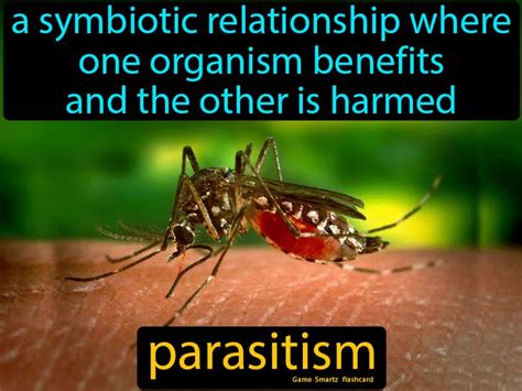 Parasitism Definition A Symbiotic Relationship Where One Organism Benefits And The Other Is