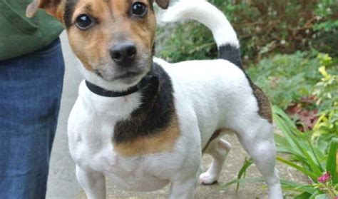 Dexter 4 Year Old Male Jack Russell Terrier Dog For Adoption