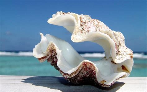Big Shell Opened By Godylins Sea Shells Giant Clam Shell Seashells Photography
