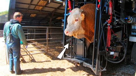 Amazing Intelligent Cow Farming Technology Fastest Feeding Cleaning