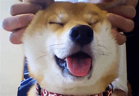 Find images and videos about anime, kiss and kawaii on we. Shiba Ken GIFs - Find & Share on GIPHY