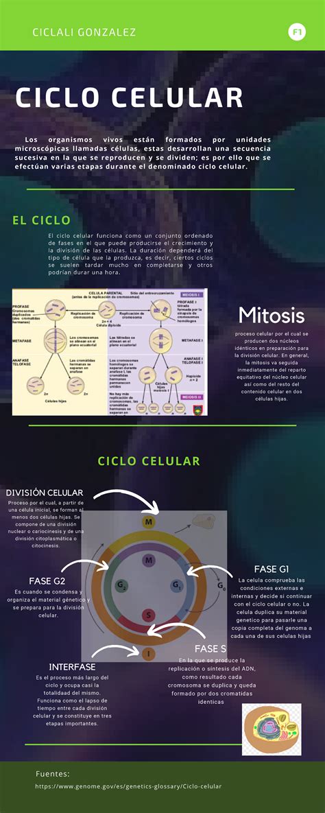 Exercicios Sobre Ciclo Celular