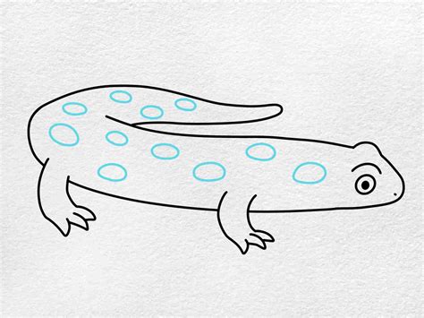 How To Draw A Salamander Helloartsy