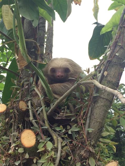 We Found A Photogenic Sloth In Costa Rica Animals Cute Baby Sloths
