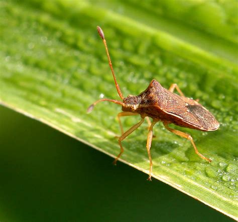 Check spelling or type a new query. walanksangit: Walang sangit