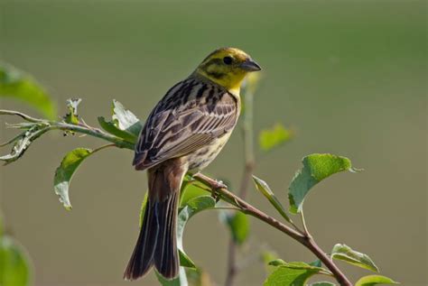 Yellowhammer Facts And Information Gwct Big Farmland Bird Count