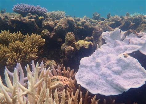 Great Barrier Reef Suffers Third Mass Coral Bleaching Event In Five