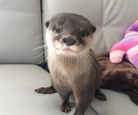 Threats in india include deforestation, conversion of natural habitat for tea and coffee plantations, overfishing of rivers and water pollution through it is the most sought after otter species for the illegal pet trade in asia. Buy Asian Small Clawed Otters - Exotic Pets