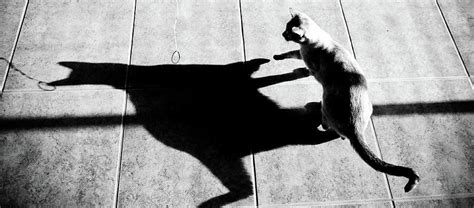 Shadow Cat Photograph By Scott Sawyer