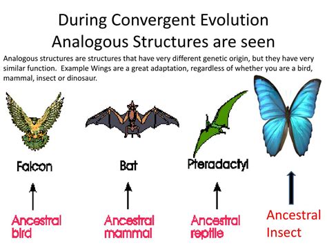 Ppt Types Of Evolution Divergent Vs Convergent Powerpoint