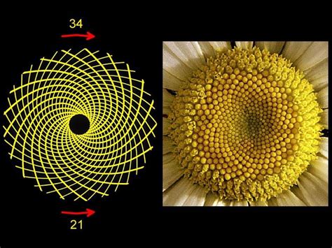 Fibonacci Sequence 3421 Geometría Sagrada Espiral De Fibonacci