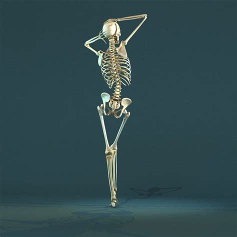 A Little Bit Funny Skeleton Muscles Human Skeleton Anatomy