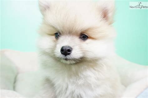 Is an upscale boutique, featuring only locally bred puppies, canine apparel, gourmet treats, specialty foods and grooming. Wonder: Pomeranian puppy for sale near Orange County, California. | e4b37e42-41b1