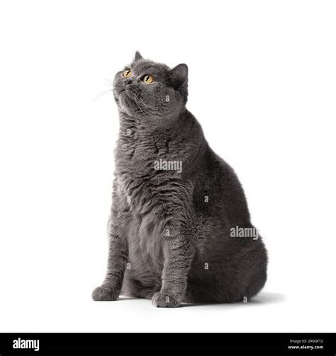 A Fat Shorthair Cat With Big Red Eyes Sits On A White Background