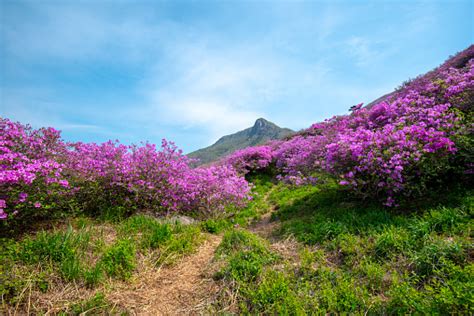 Many Beautiful Pink Flowers On The Hwangmaesan Mountain And Beautiful