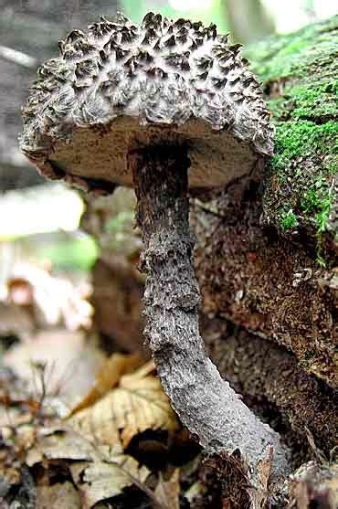 Mushroom Identification How To Identify Bolete Mushrooms