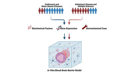 Brain Disease Research Reveals Differences Between Sexes Aip My Xxx