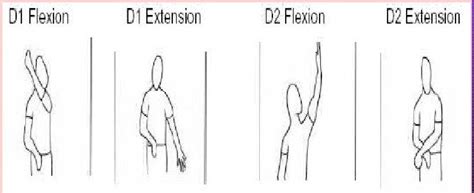 Pnf D1d2 Flexionextension Occupational Therapy Ideas Pinterest