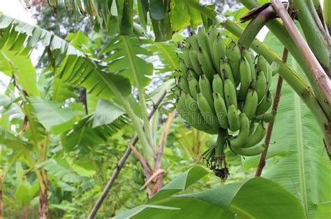 Growing Green Bananas In Organic Farming Plots At Select Focus Outdoor