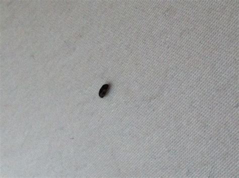 Vierjähriges kleinkind hatte mehr als 20. kleines schwarzes käfer ähnliches insekt? (Insekten ...