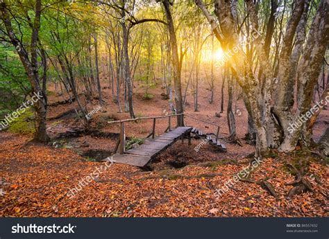 Transition Bridge Across The River In Autumn Forest Stock