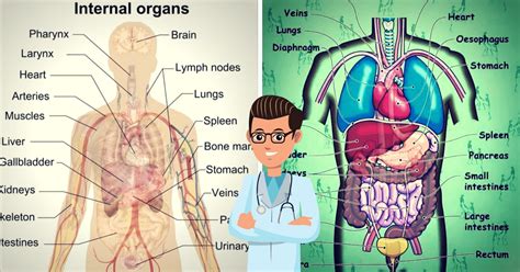 What Are The Organ Systems Of The Human Body English Idioms