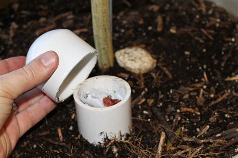 Pure manure can be harsh on the roots of fruit trees; Self-Fertilizing Compost Worm Clementine Tree | Clementine ...