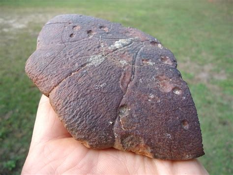 Large Section Of Cooter Turtle Shell With Alligator Bite Marks