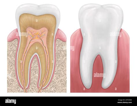 Human Tooth Structure Illustration Cross Section Scheme Representing