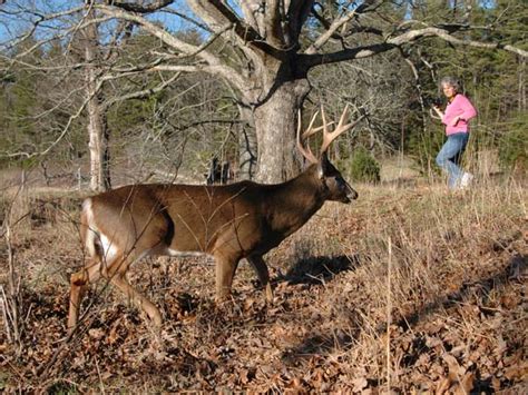 how maryland solves its nuisance deer problems