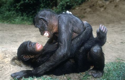 Even The Monkeys Are At It Female Bonobos Show Barsexual