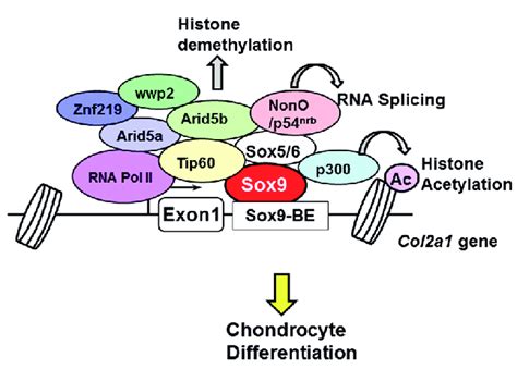 schematic representation of sex determining region y box 9 sox9 and download scientific