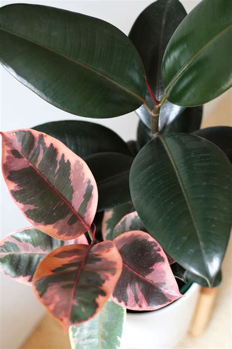 Trending Indoor Plants With Pink Foliage Add Colour To Your House Plants