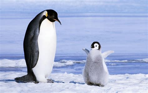 Very Cute Baby Penguins Wallpaper