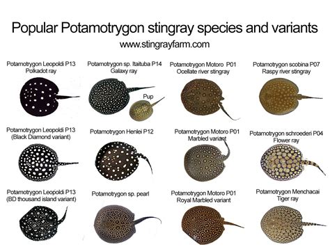Potamotrygon Stingray Species Psoter Stingray Fish Stingray