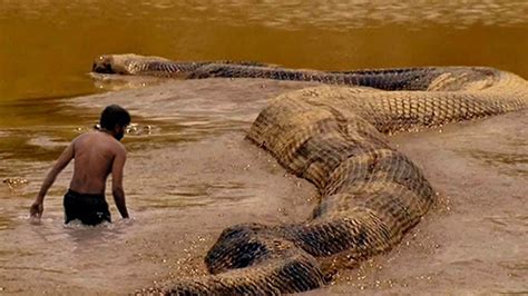 People Tremble At The Sight Of Yacumama Anaconda The Largest And